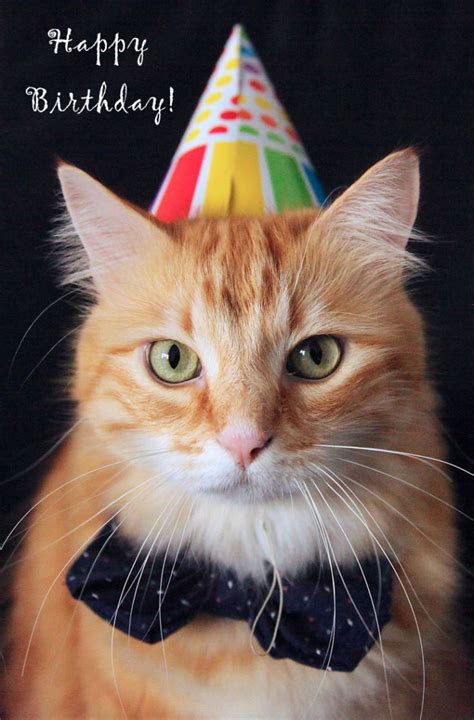 happy birthday images with a cat